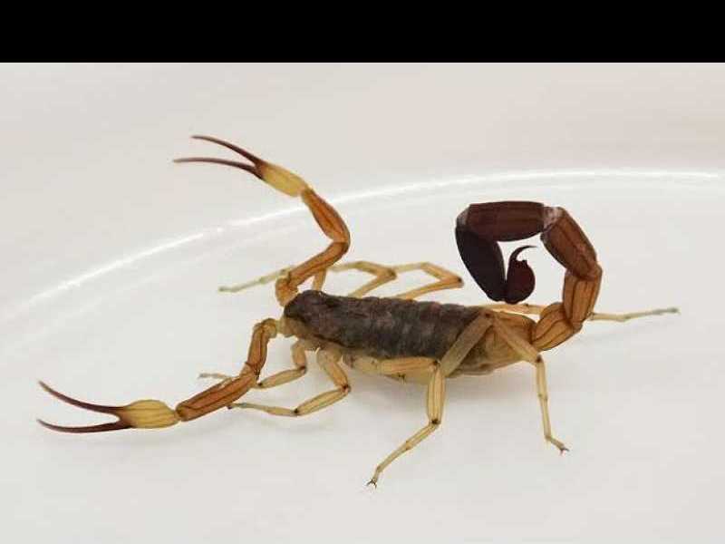 Cómoactuar ante la aparición de alacranes