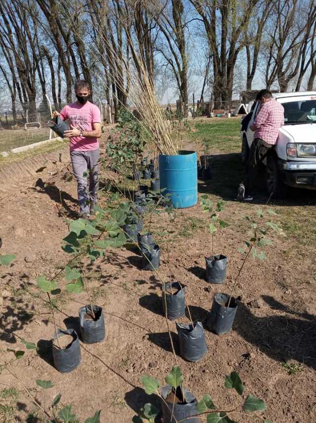 50 Álamos y 18 Brachichitos para el Refugio Municipal Colitas