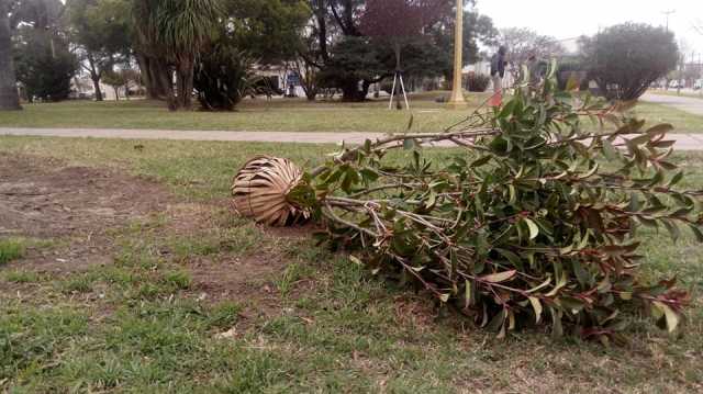 Reforestación en Plaza San Martín