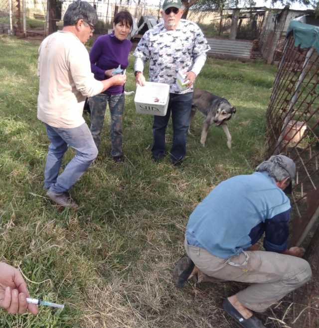 VACUNACIÓN EN EL REFUGIO MUNICIPAL COLITAS