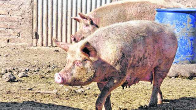 RECOMENDACIONES POR CASOS DE TRIQUINOSIS EN LA REGIÓN