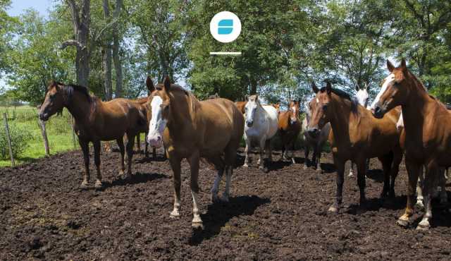 Casos de encefalomielitis equina en la región