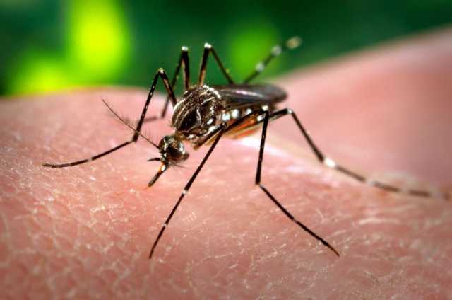 Prevención ante los casos de dengue en el país