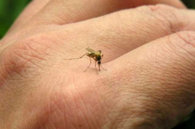La situación del dengue en Monte Maíz