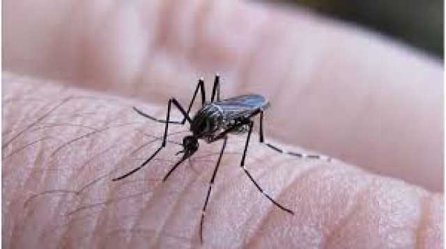 La prevención del dengue la hacemos entre todos