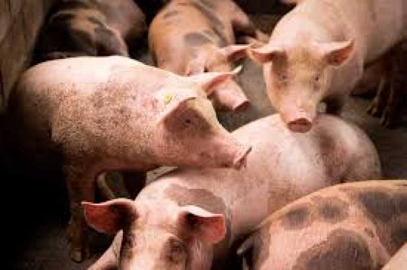 Alerta sanitaria en la provincia por brotes de triquinosis
